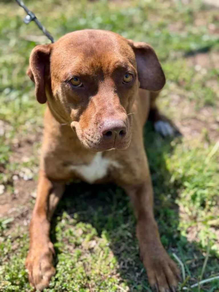 A young medium-sized female Labrador Retriever dog named Zella for adoption in Russellville, KY