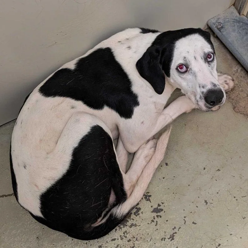 A young medium-sized male White / Cream Mixed Breed dog named Cerulean for adoption in Buffalo, MN