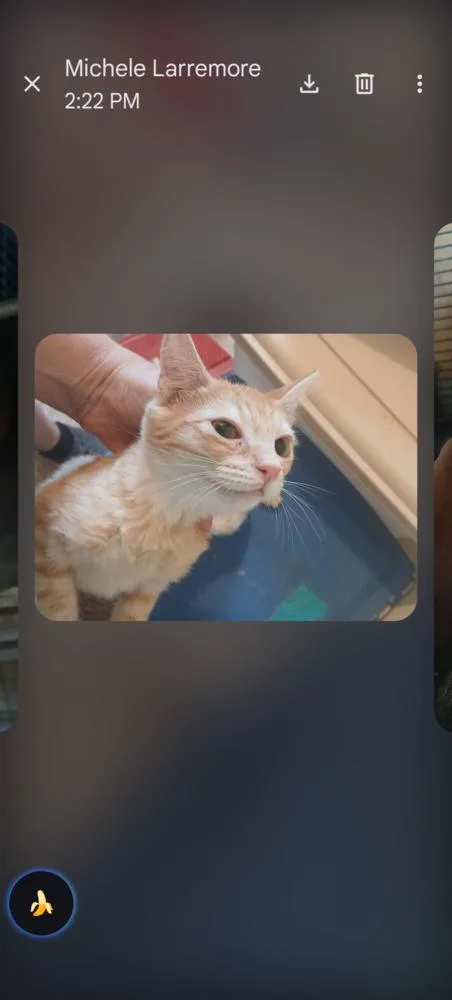 A young small-sized male Orange & White Domestic Short Hair cat named Garfield for adoption in Thatcher, AZ
