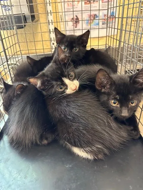A baby small-sized female Domestic Short Hair cat named Heidi for adoption in Fort Myers, FL