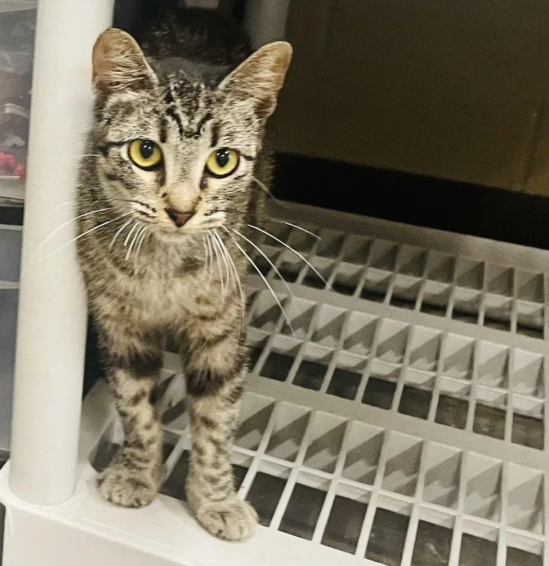 A young small-sized female Tabby (Buff / Tan / Fawn) Tabby cat named Cecily for adoption in Seabrook, TX