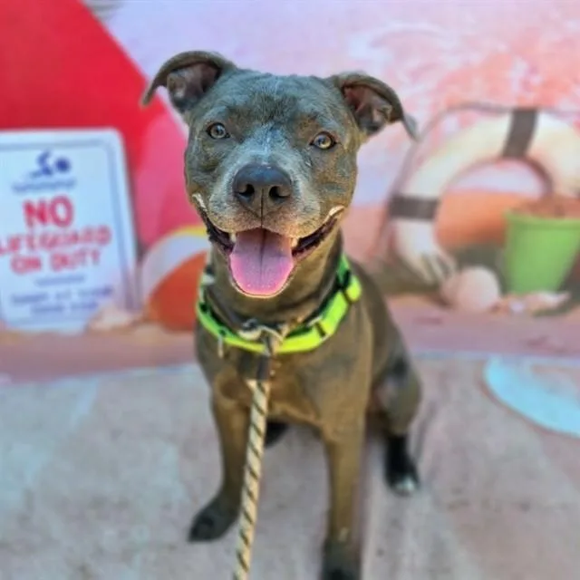 An adult small-sized female Pit Bull Terrier dog named Hoka for adoption in Long Beach, CA