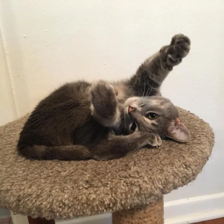 Millie& Finn thumbnail 4