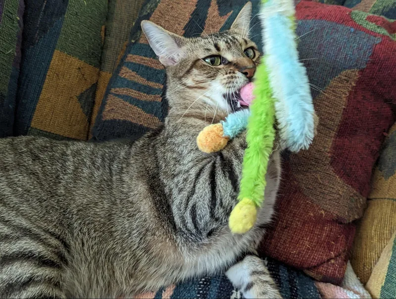 Millie& Finn thumbnail 5