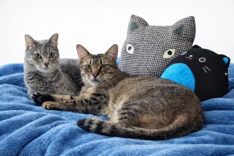 Millie& Finn thumbnail 6