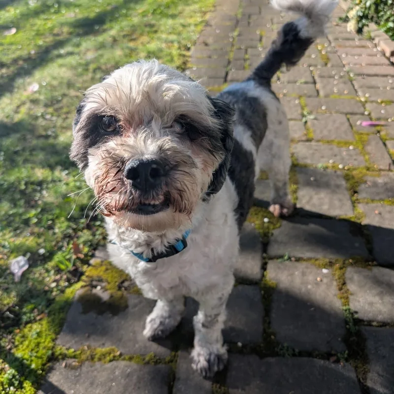 A senior medium-sized male Shih poo dog named Tuckin for adoption in New York, NY