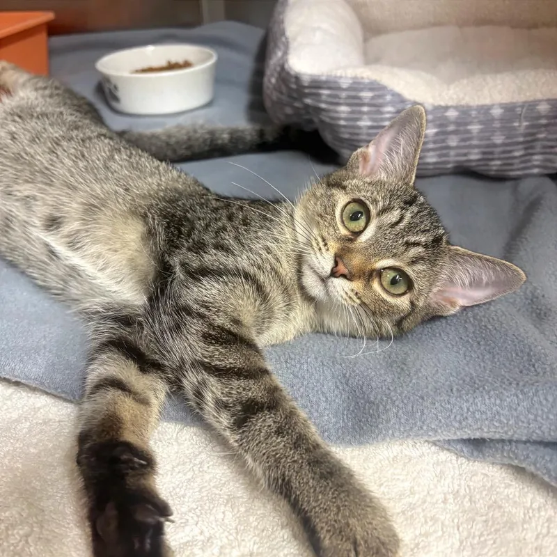 A baby small-sized female Brown / Chocolate Domestic Short Hair cat named Lollipop for adoption in Fort Lauderdale, FL