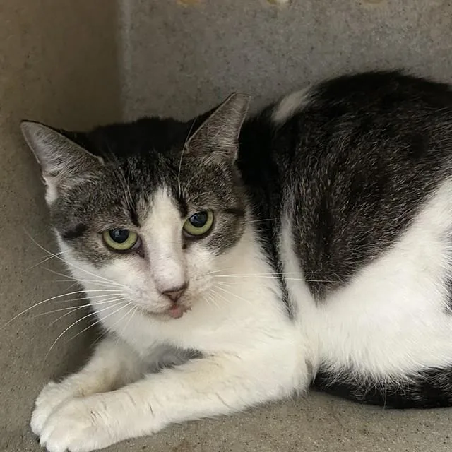 A young medium-sized female Domestic Short Hair cat named Tarot for adoption in Lincolnton, NC