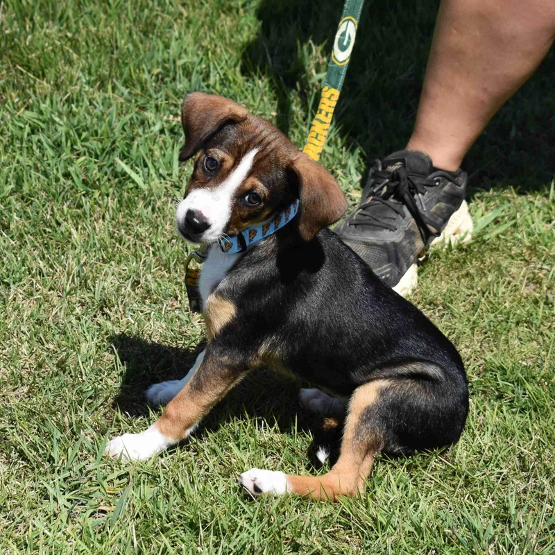 A baby medium-sized female Tricolor (Brown, Black, & White) Mixed Breed dog named Tasha for adoption in Searcy, AR
