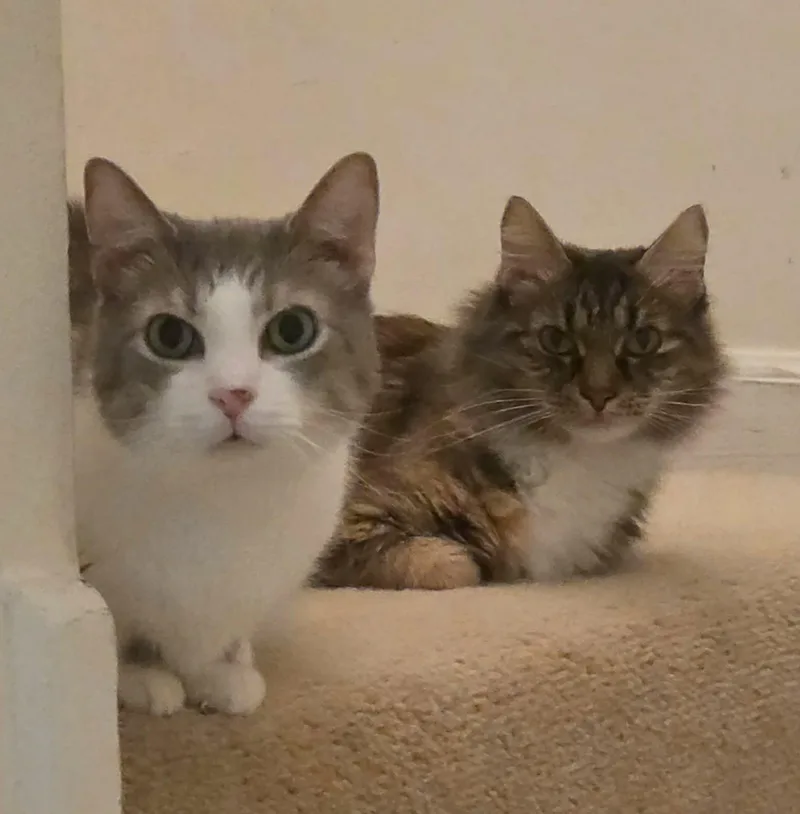 Edward & Eleanor BONDED thumbnail 2
