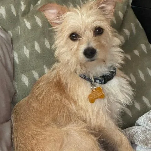 An adult small-sized female Yellow / Tan / Blond / Fawn Terrier dog named Pinky for adoption in Houston, TX