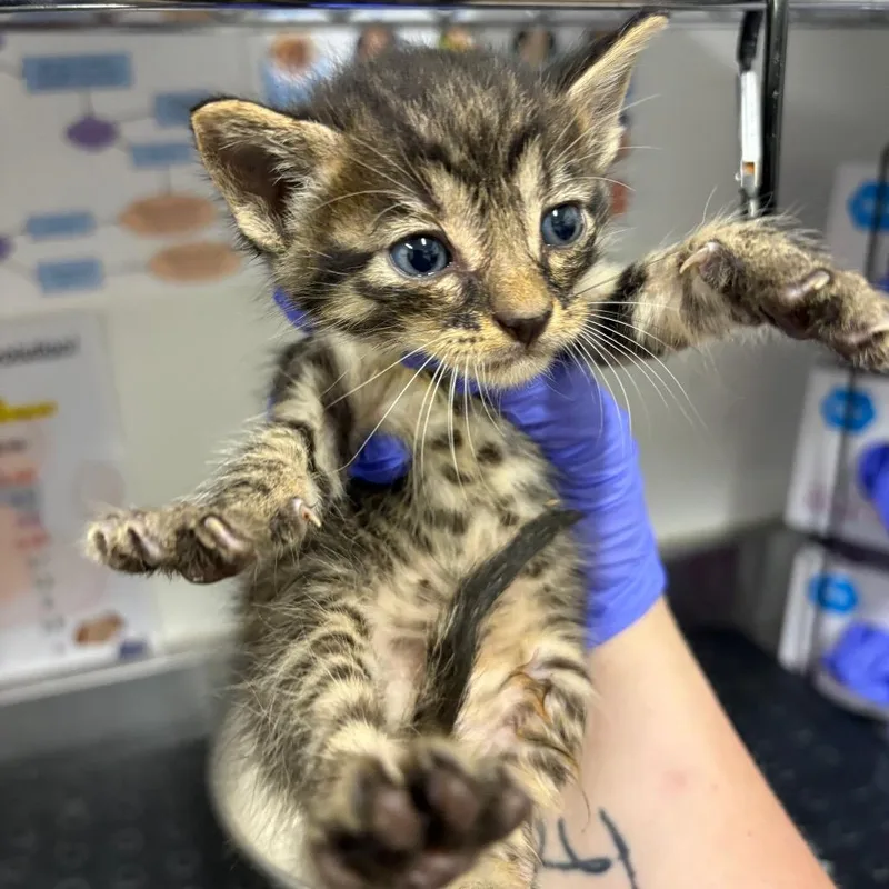 A baby small-sized male Brown / Chocolate Domestic Short Hair cat named Baby for adoption in League City, TX