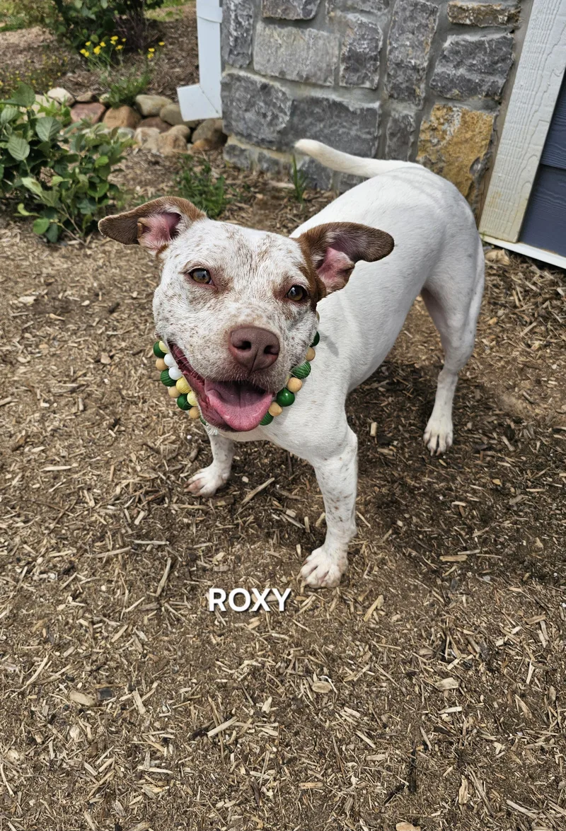 Roxy thumbnail 2