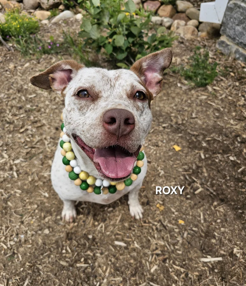 Roxy thumbnail 3