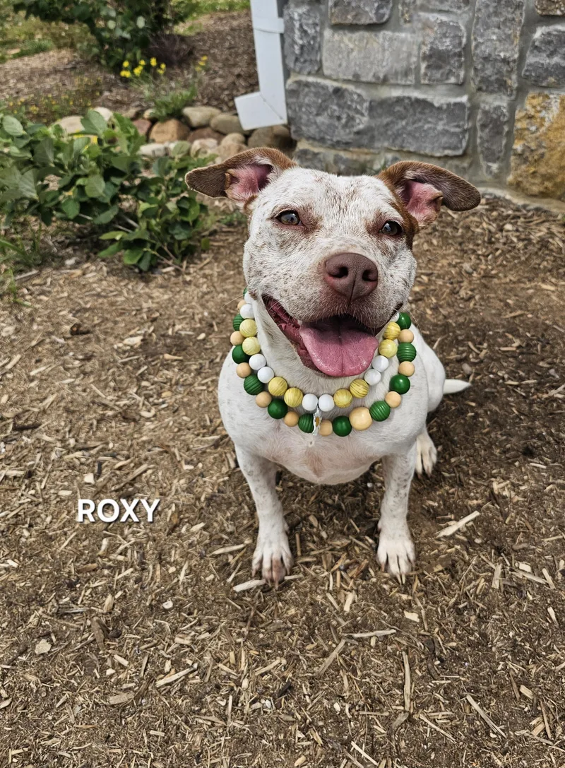 Roxy thumbnail 4