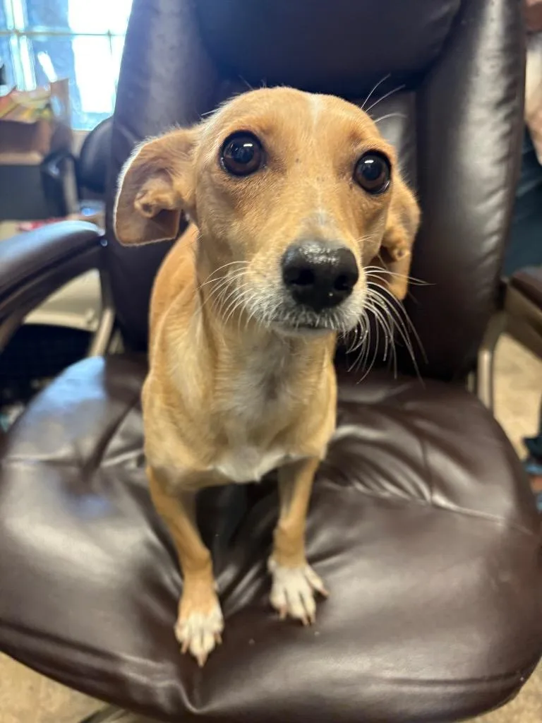A young small-sized female Chihuahua dog named Chess for adoption in Reno, NV