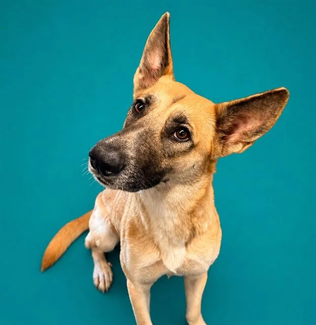 A young large-sized female German Shepherd Dog dog named Chippy for adoption in Pearland, TX