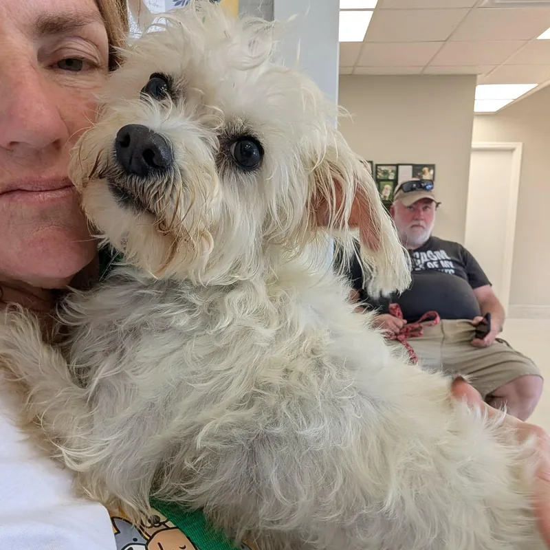 An adult small-sized female White / Cream Poodle dog named Phoebe for adoption in Hopkinton, MA