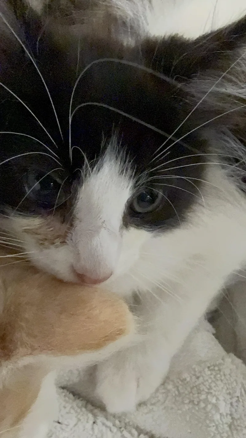 A baby small-sized male Domestic Short Hair cat named B.w. for adoption in Los Angeles, CA
