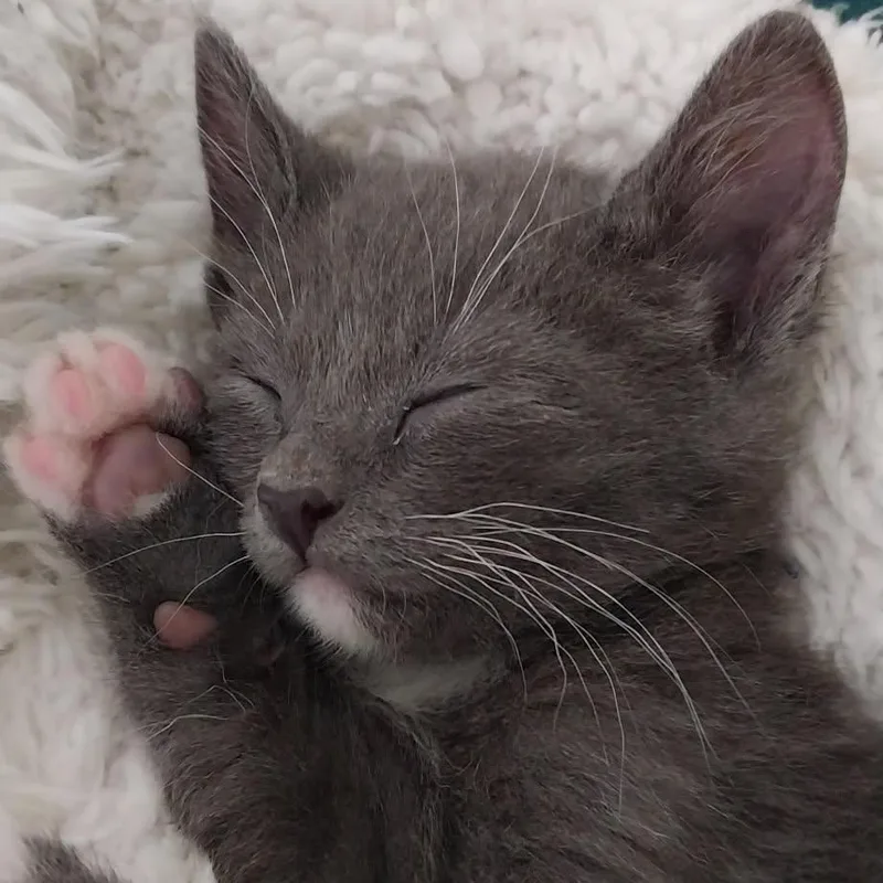 Biscuit