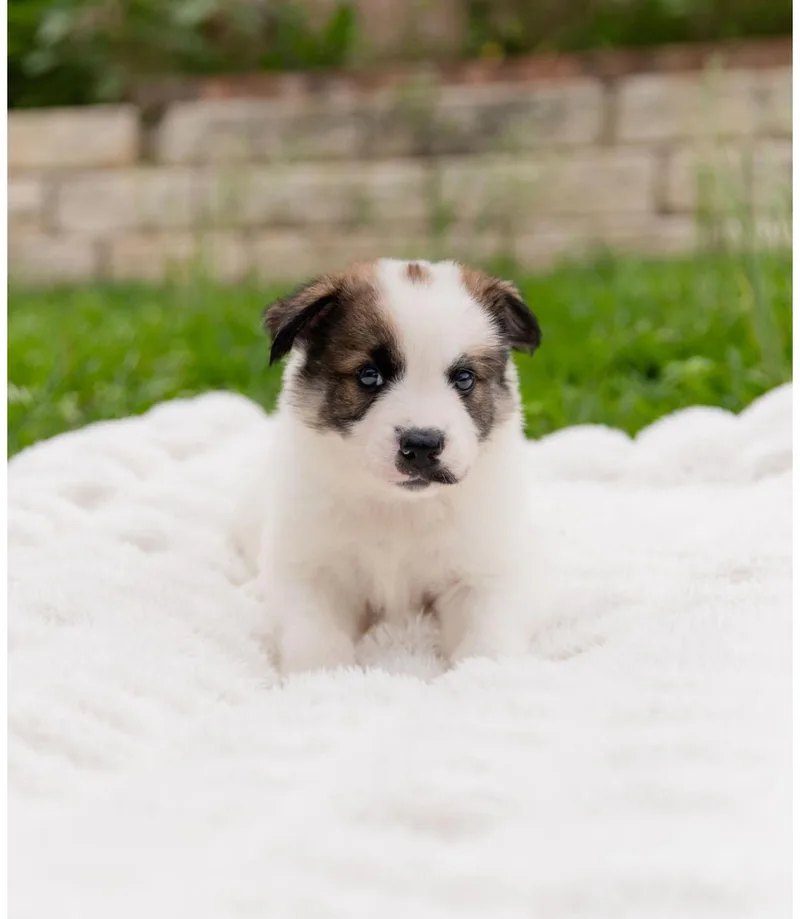 A baby medium-sized male White / Cream Corgi dog named Mando for adoption in Pflugerville, TX