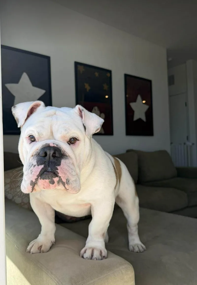 A young medium-sized male Yellow / Tan / Blond / Fawn English Bulldog dog named Bubba for adoption in Austin, TX