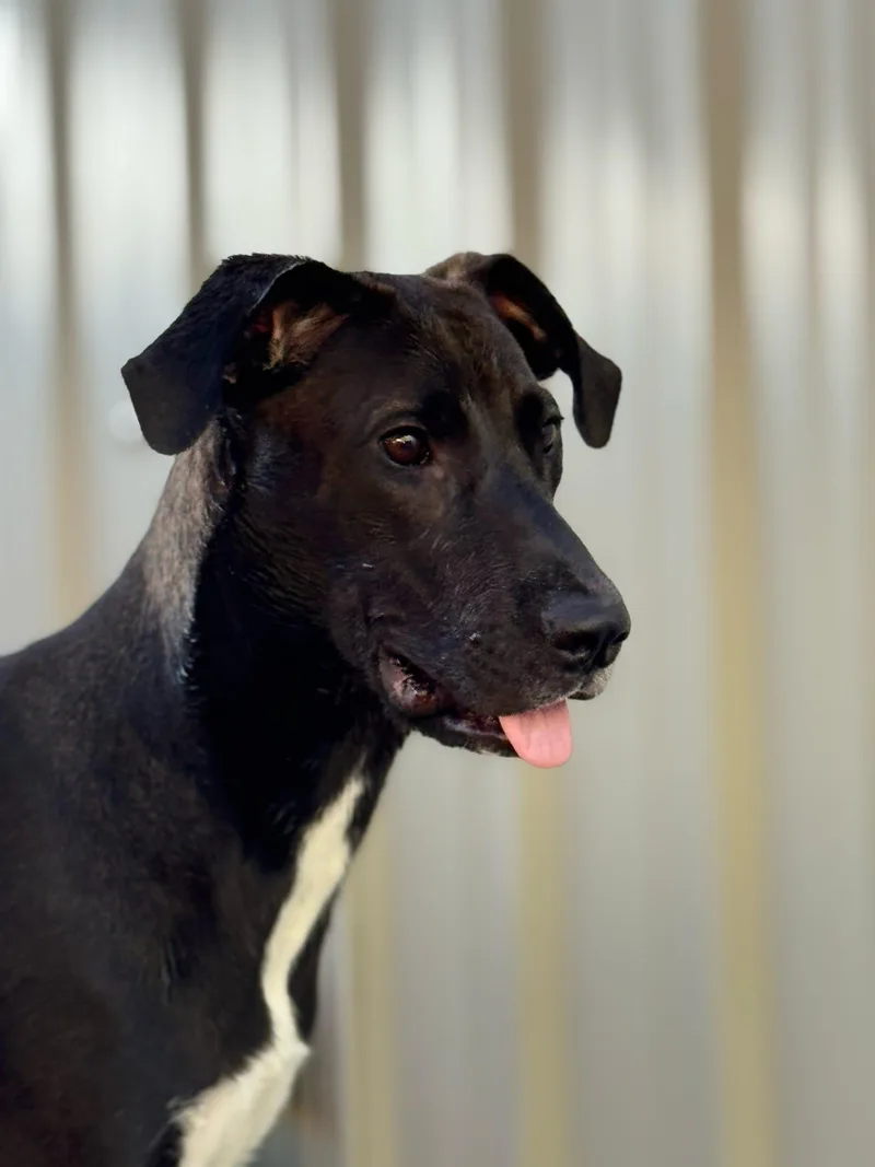 A baby large-sized female Black Great Dane dog named Eleanor for adoption in Pelham, AL