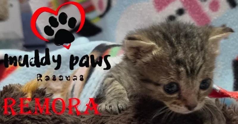 A baby small-sized female Domestic Short Hair cat named Seablings: Remora for adoption in Council Bluffs, IA