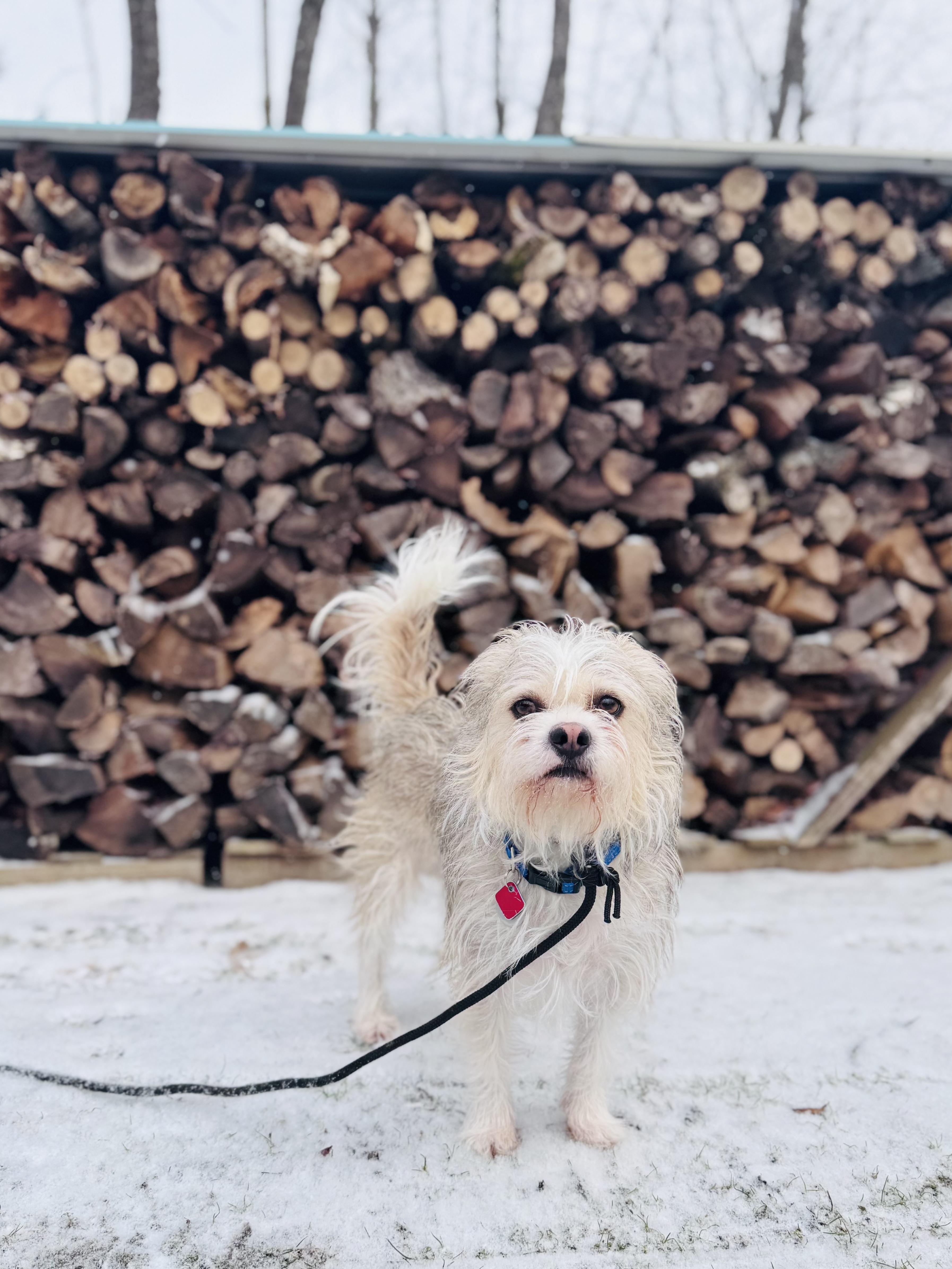 An adult small-sized male Gray / Blue / Silver Miniature Schnauzer dog named Dewey for adoption in Wautoma, WI