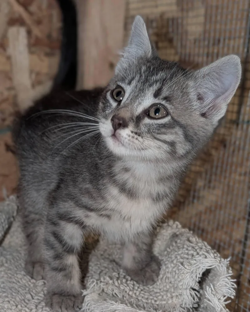 A baby medium-sized male Tabby (Gray / Blue / Silver) Tabby cat named Ashby for adoption in Libby, MT