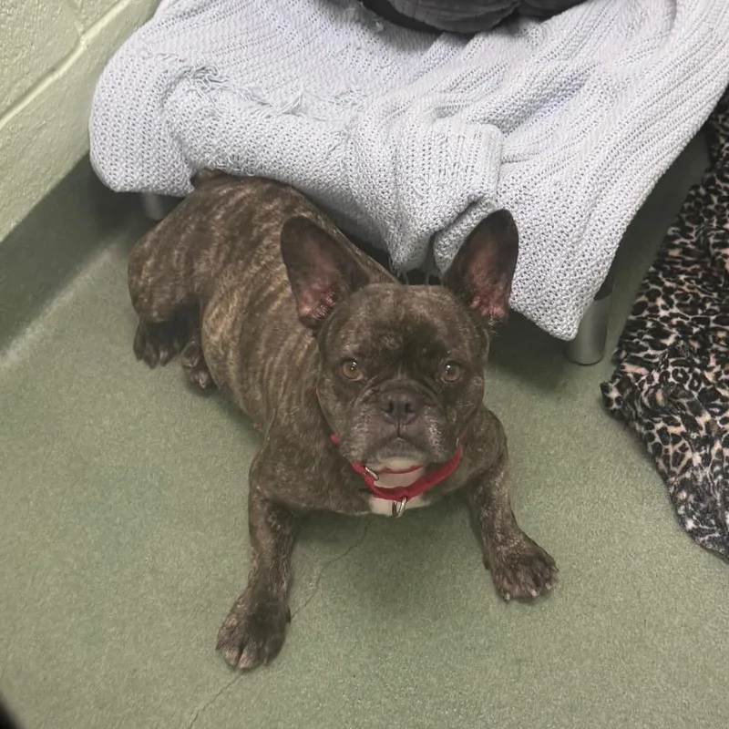 An adult medium-sized female Brown / Chocolate French Bulldog dog named Yina for adoption in West Palm Beach, FL