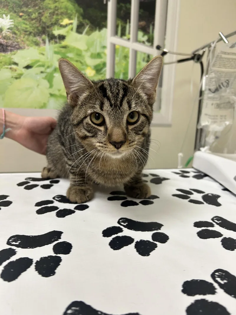 A baby medium-sized male Domestic Short Hair cat named Majesty for adoption in Lancaster, PA