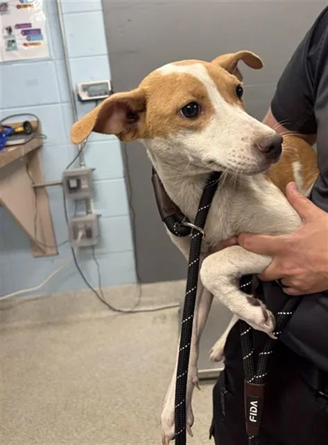 A young small-sized female Pit Bull Terrier dog named Bambi for adoption in Tallahassee, FL