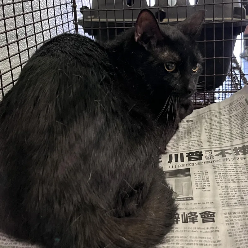 A young medium-sized male Domestic Short Hair cat named Midnight for adoption in Los Angeles, CA
