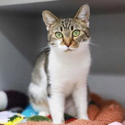 An adult small-sized female Brown / Chocolate Domestic Short Hair cat named Journey for adoption in Atlanta, GA