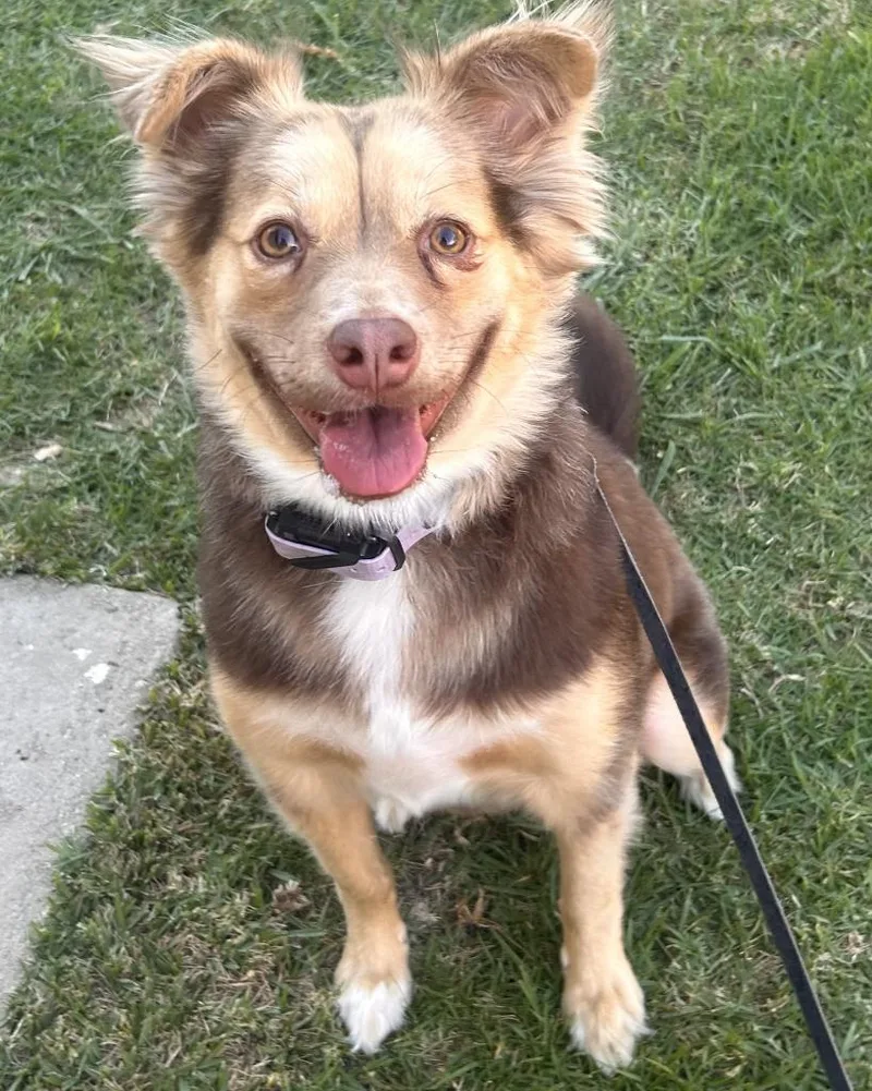 A young medium-sized female Australian Shepherd dog named Ryza for adoption in Los Angeles, CA