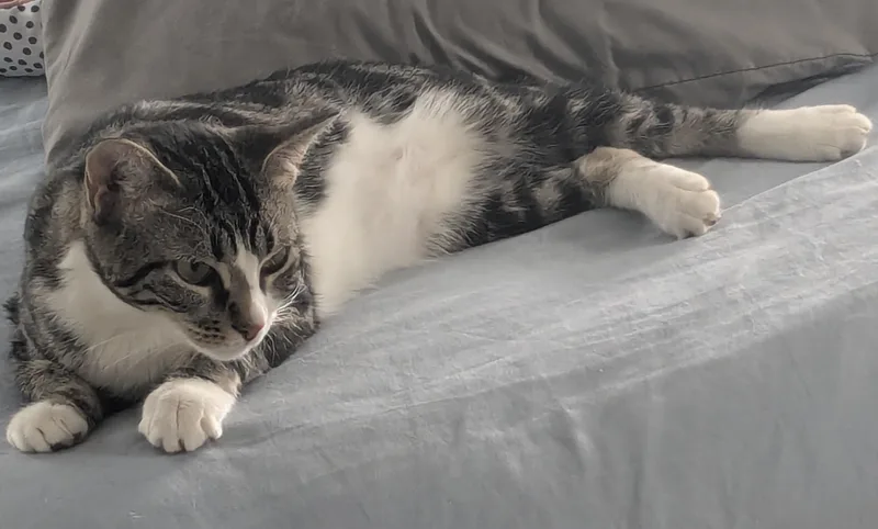 A young medium-sized female Tabby (Gray / Blue / Silver) Domestic Short Hair cat named Chalupa Supreme for adoption in Maitland, FL
