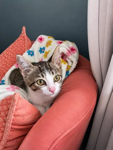 A baby small-sized female Domestic Short Hair cat named Twig for adoption in Long Beach, CA