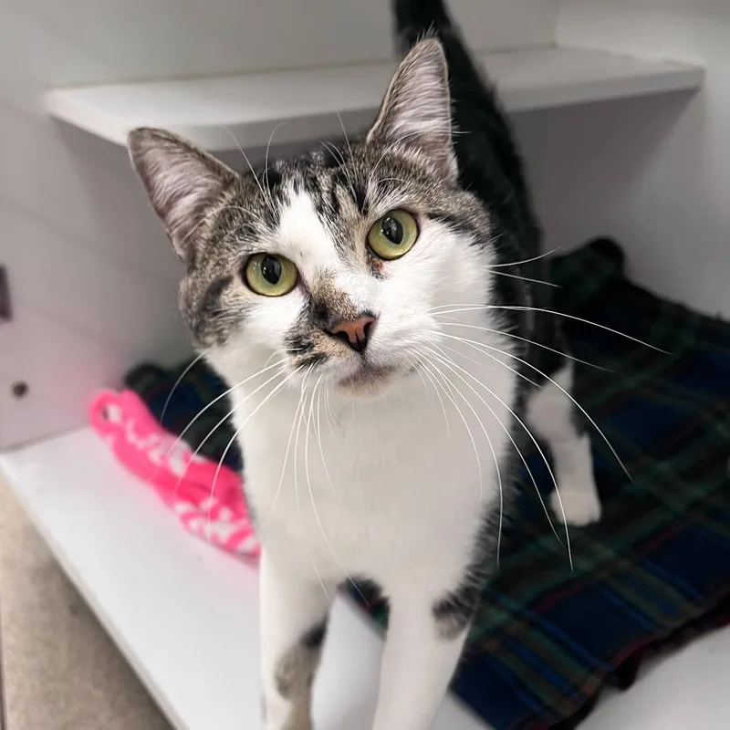 A young small-sized male Brown / Chocolate Domestic Short Hair cat named Tiger for adoption in Arlington Heights, IL