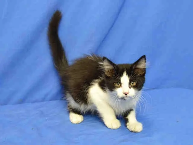 A senior small-sized male Domestic Long Hair cat named Tom for adoption in Saint Louis, MO