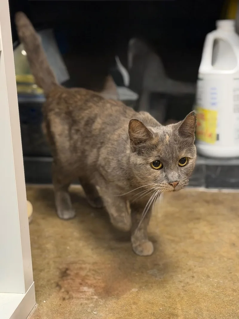 An adult medium-sized female Gray / Blue / Silver Domestic Short Hair cat named Ashley for adoption in Spring Lake, NJ