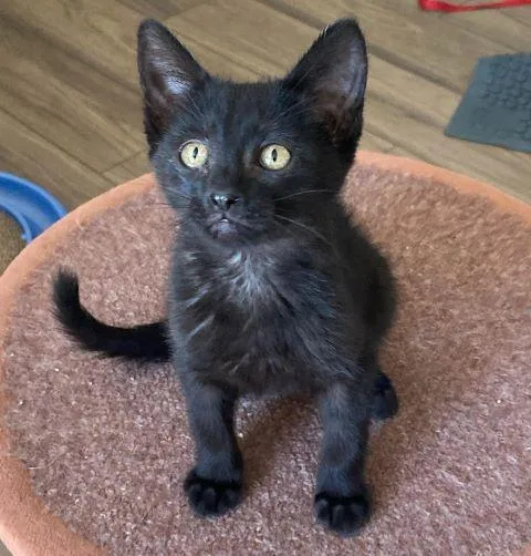 A baby medium-sized male Black Domestic Short Hair cat named Cricket for adoption in Fernley, NV