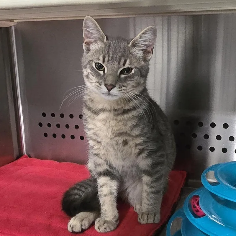 A young small-sized male Gray / Blue / Silver Domestic Short Hair cat named Whiskey for adoption in Washburn, MO