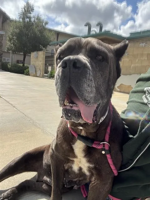 An adult large-sized female Cane Corso dog named Leona for adoption in Riverside, CA