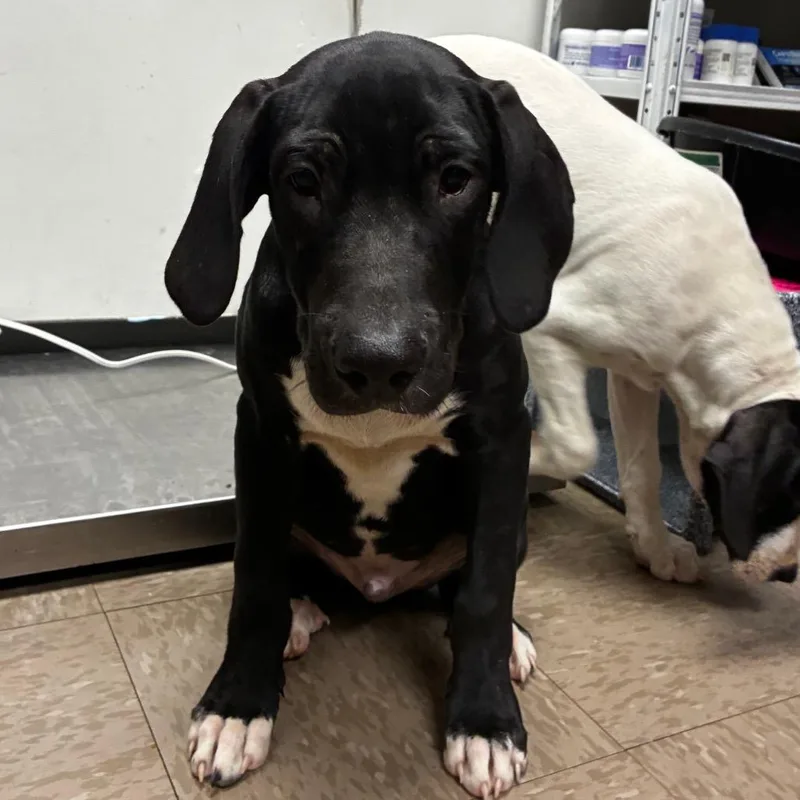 A baby medium-sized male Black Great Dane dog named Corona Borealis for adoption in Parrish, AL