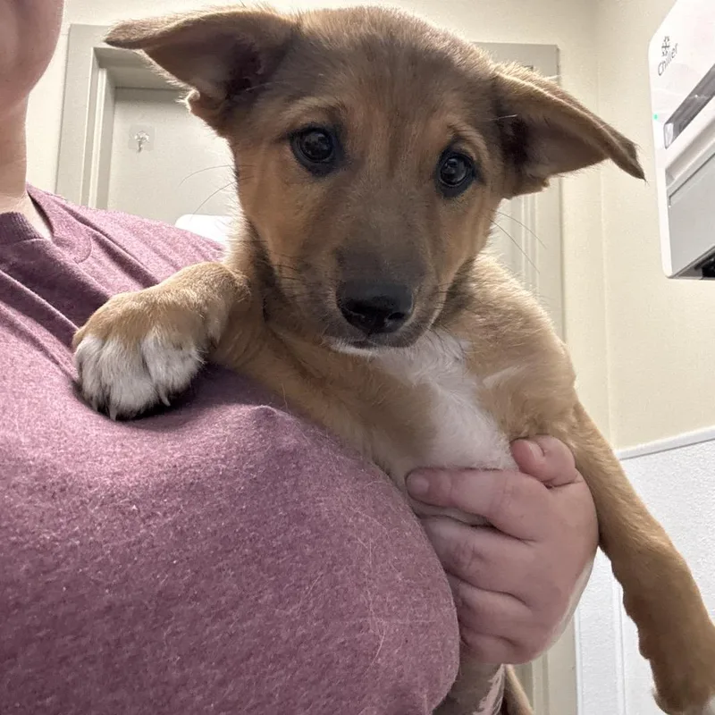 A baby medium-sized female Yellow / Tan / Blond / Fawn Mixed Breed dog named Zarley for adoption in Tulsa, OK