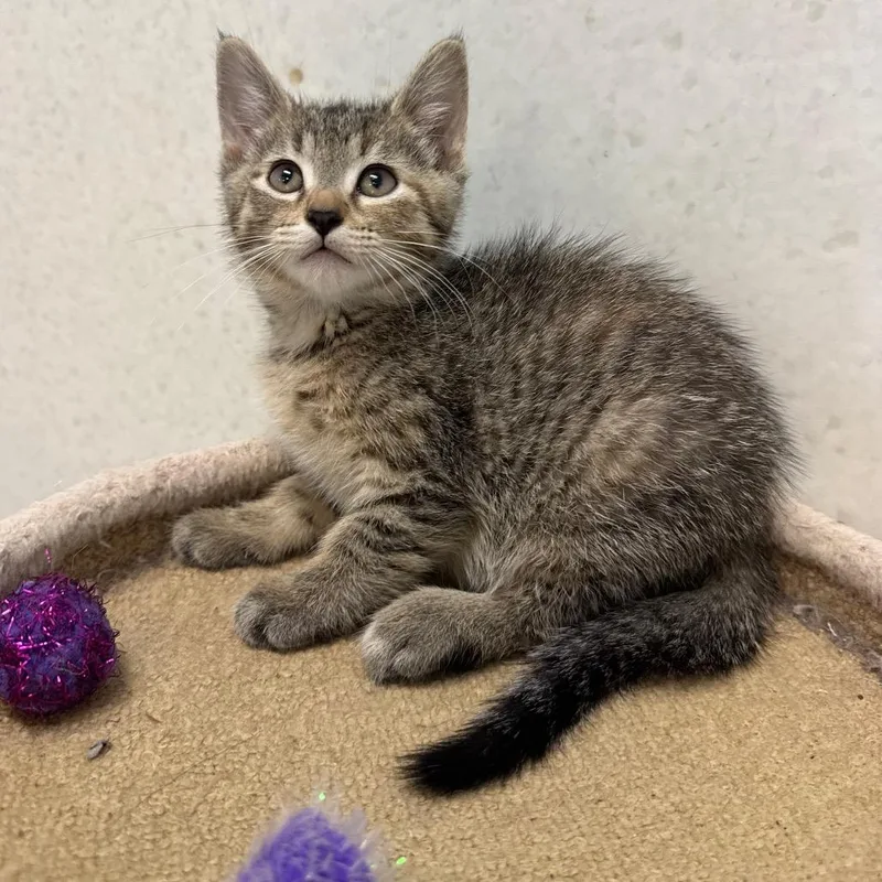 A baby small-sized female Torbie Domestic Short Hair cat named Clarabelle for adoption in Milford, IA