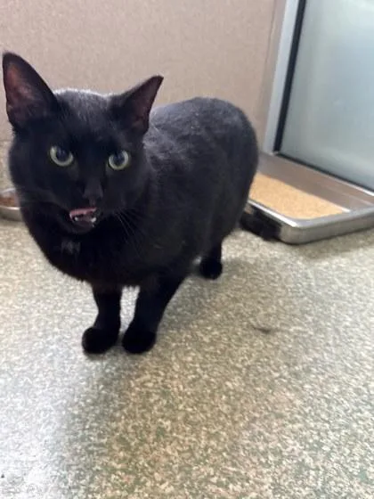 An adult large-sized female Domestic Short Hair cat named Matilda for adoption in Washington, DC