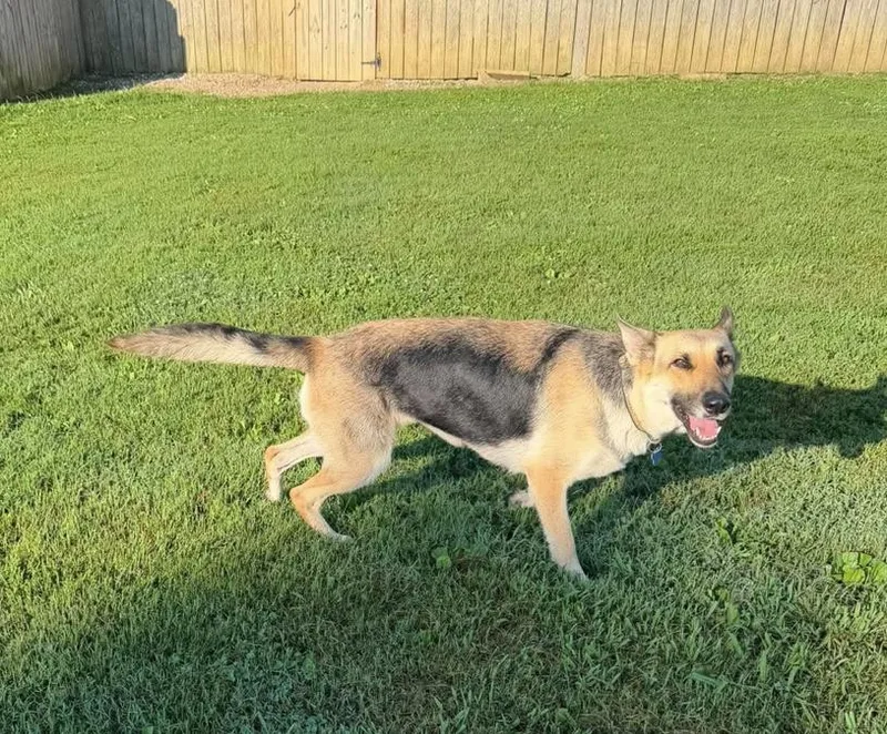 Bailey thumbnail 3
