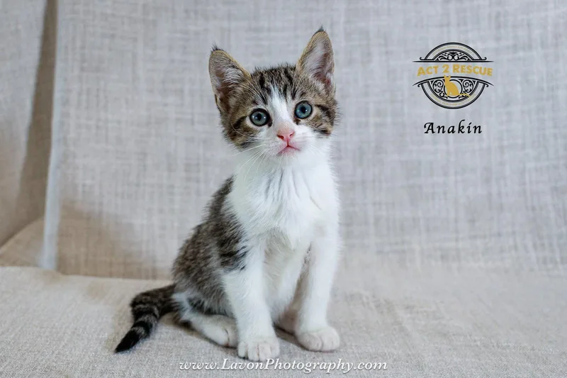 A young medium-sized male Domestic Short Hair cat named Anakin for adoption in Riverside, CA